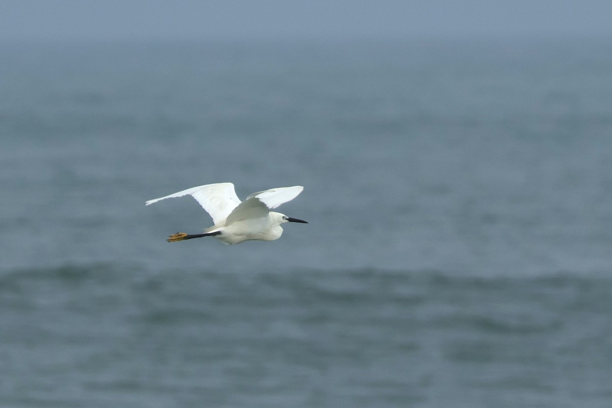 Little Egret - ML640555120