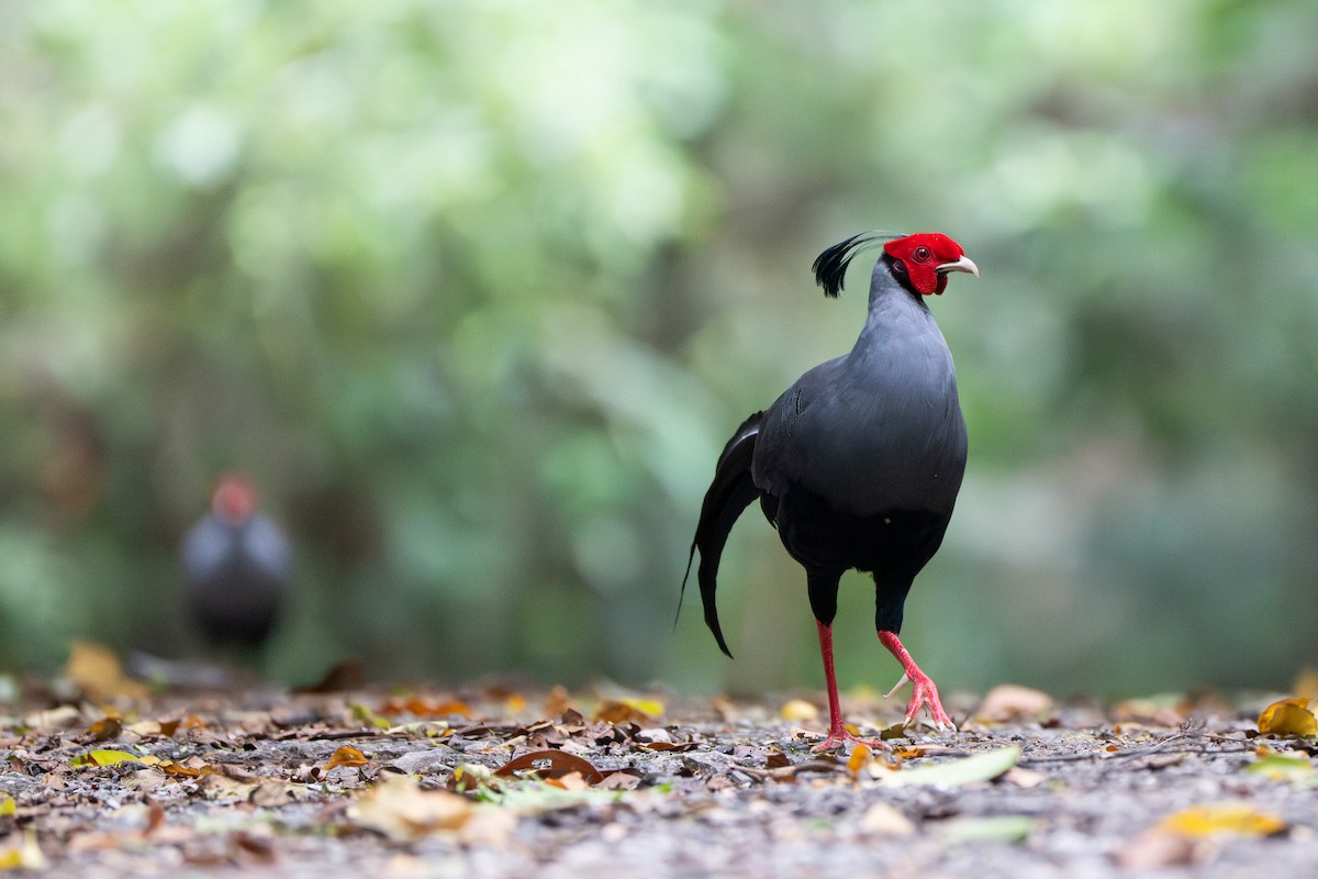 Siamese Fireback - ML640555126