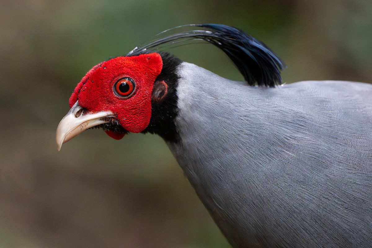 Siamese Fireback - ML640555128
