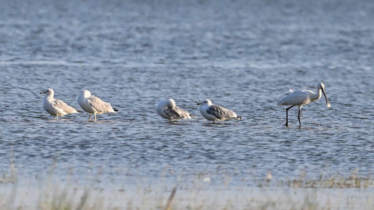 Eurasian Spoonbill - ML640555132