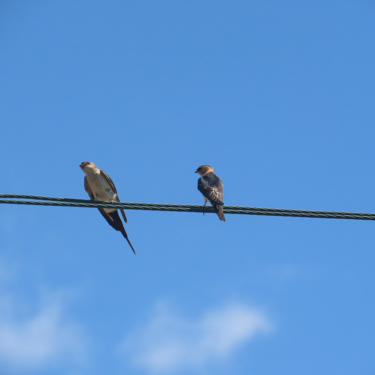European Red-rumped Swallow - ML640555137