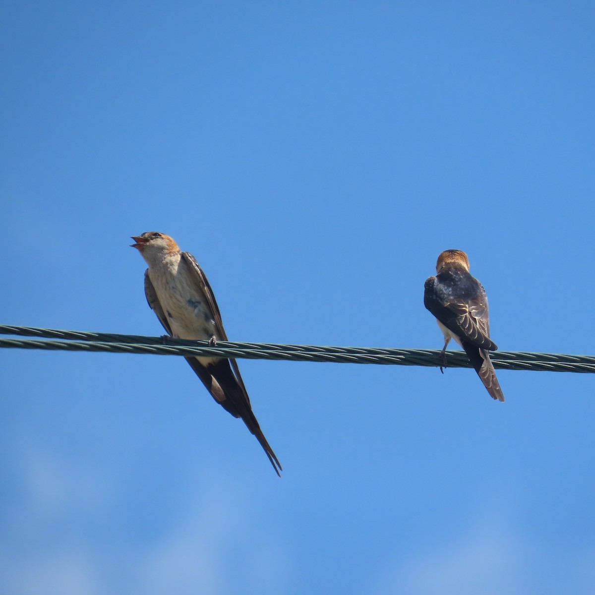 European Red-rumped Swallow - ML640555138