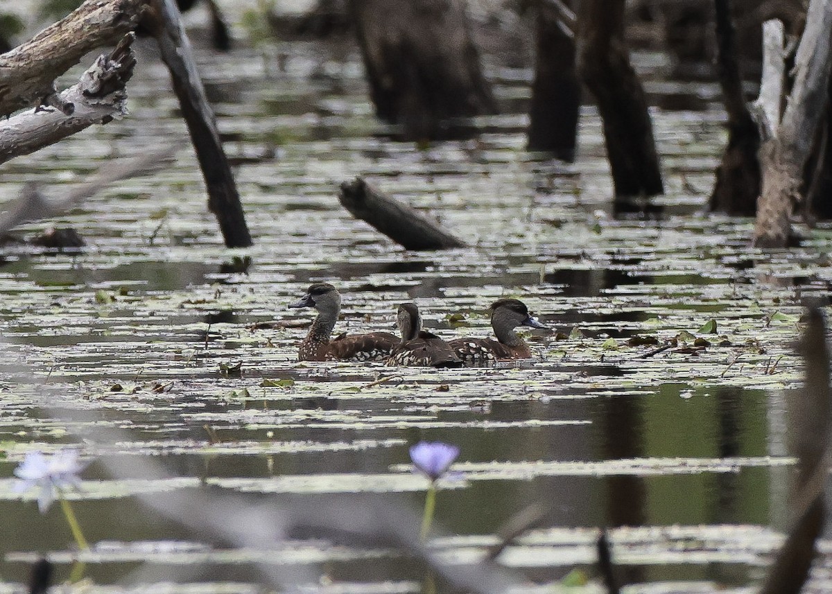 Spotted Whistling-Duck - ML640555139