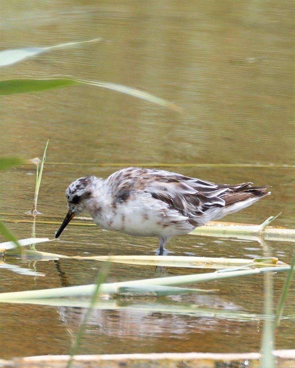 Red Phalarope - ML640555142
