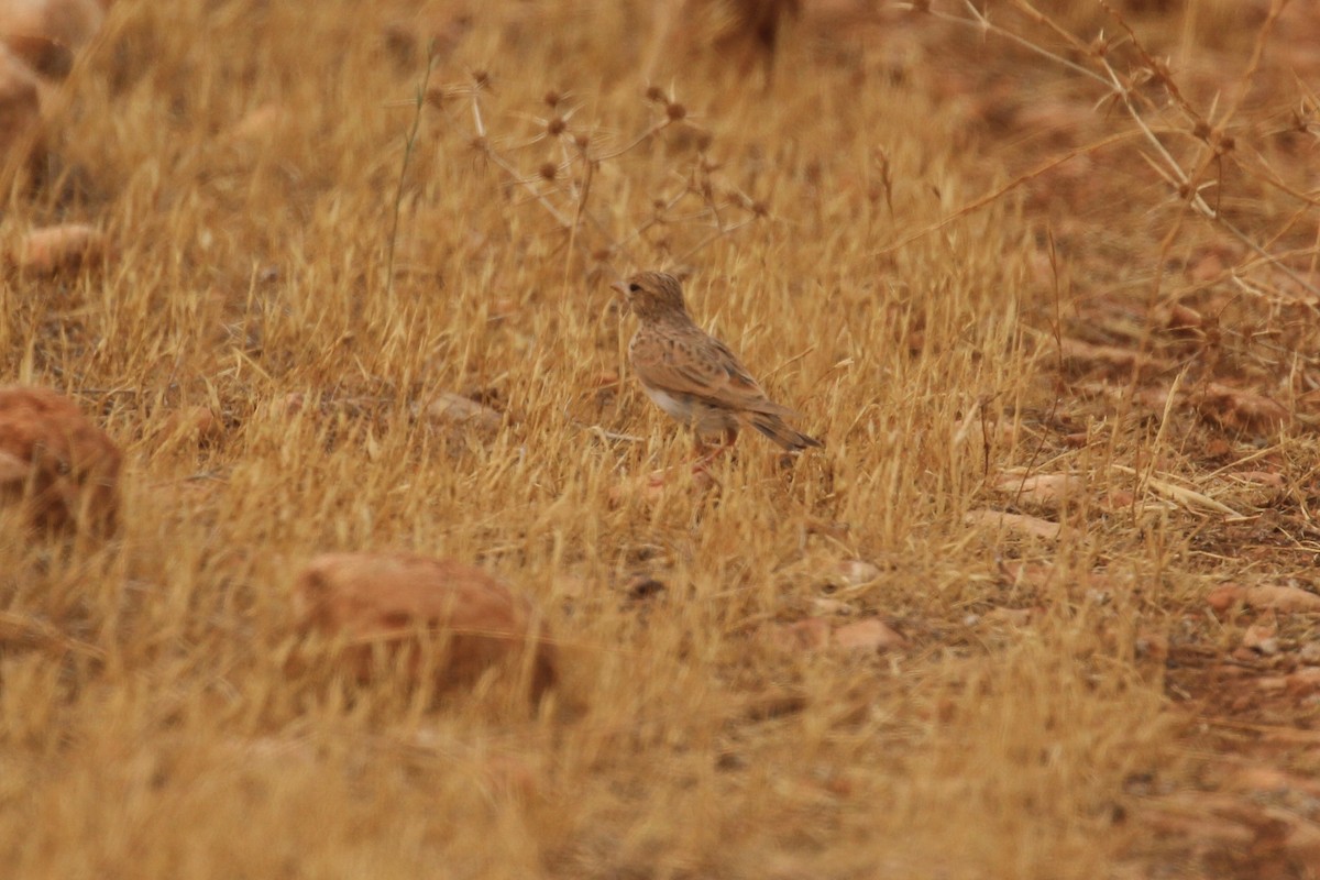 Mediterranean Short-toed Lark - ML640555160