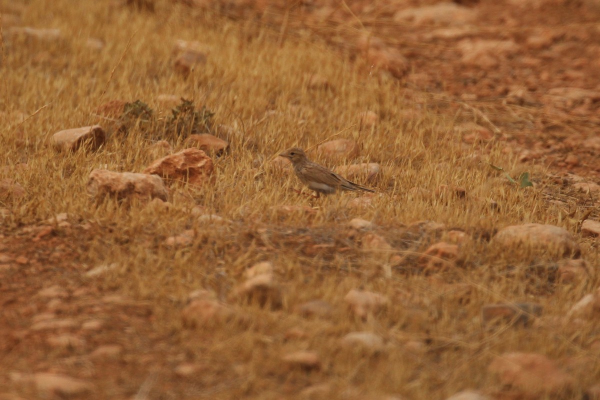 Mediterranean Short-toed Lark - ML640555161