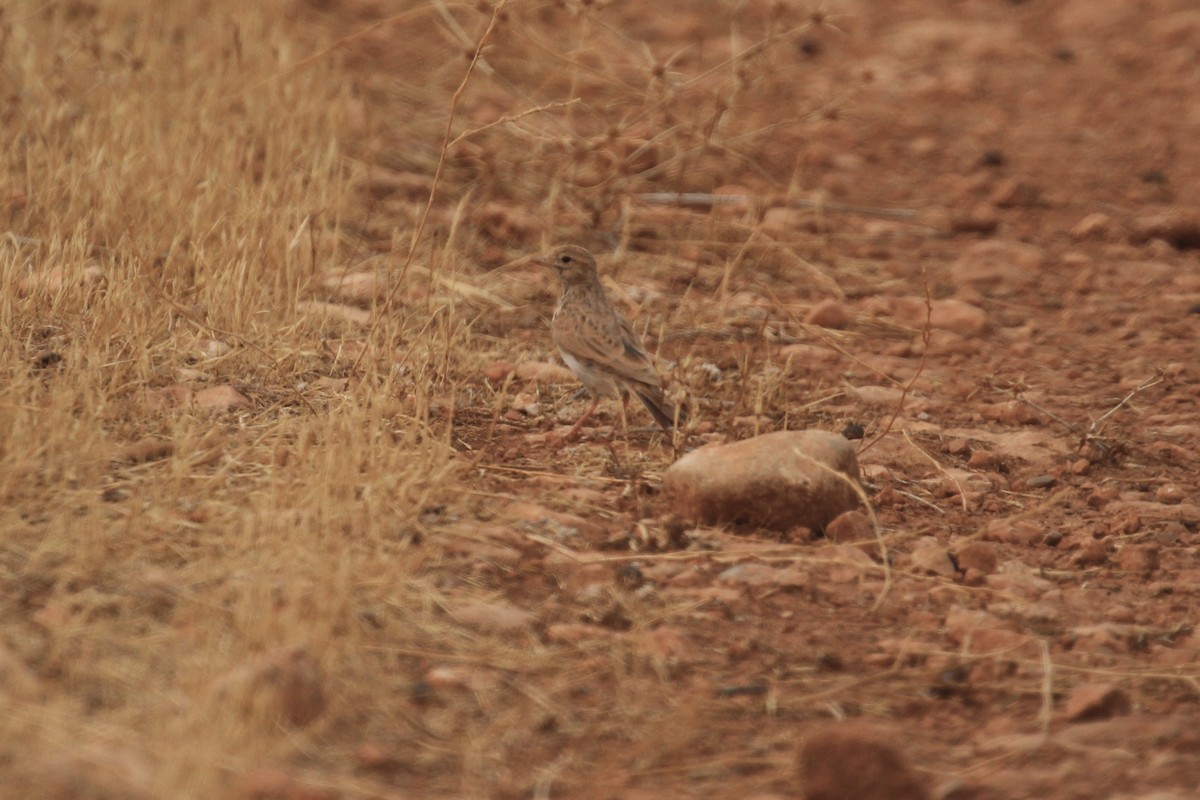 Mediterranean Short-toed Lark - ML640555162