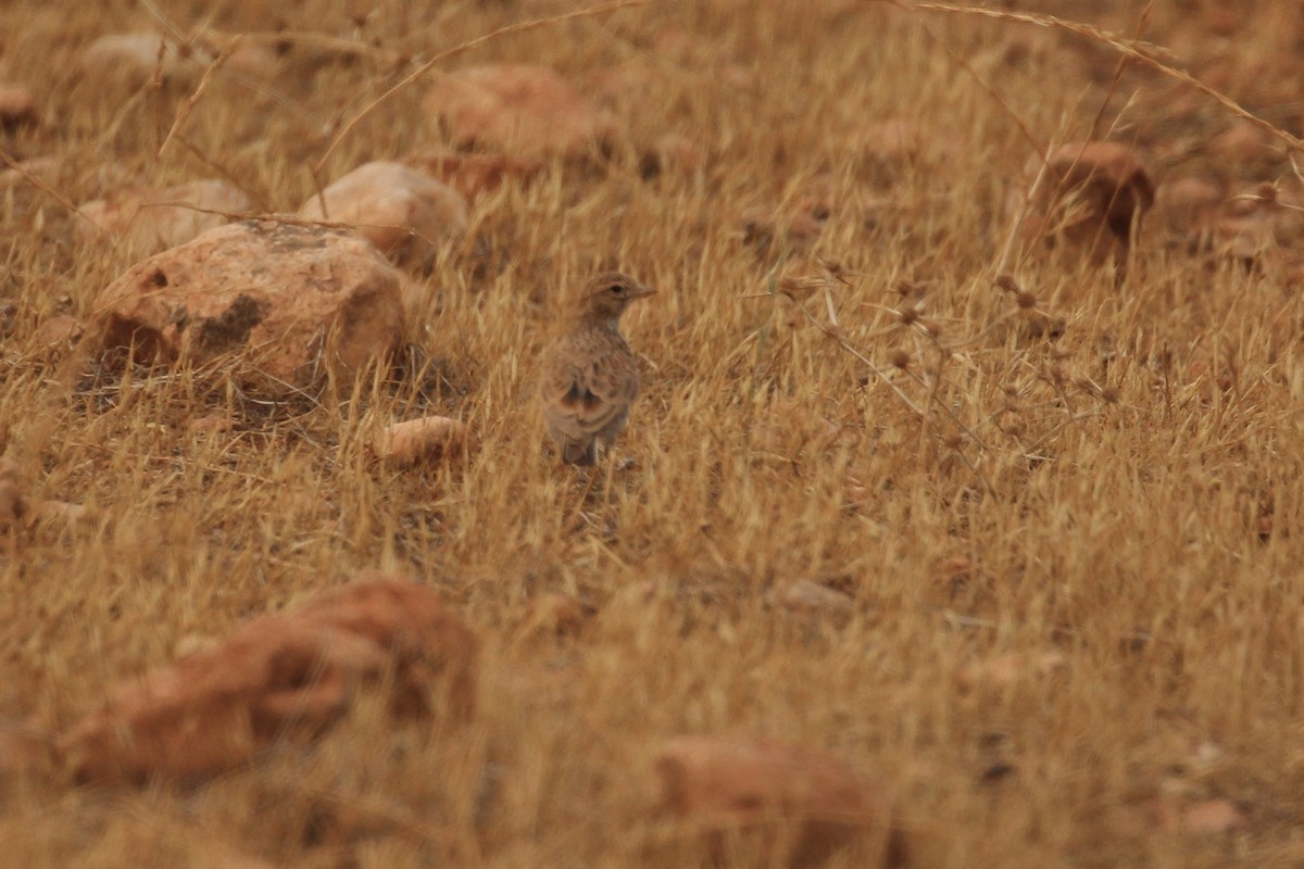 Mediterranean Short-toed Lark - ML640555164