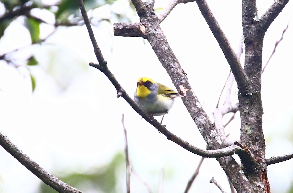 Black-faced Warbler - ML640555182