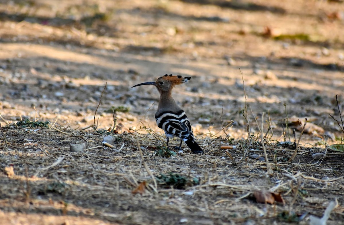 Common Hoopoe - ML640555184