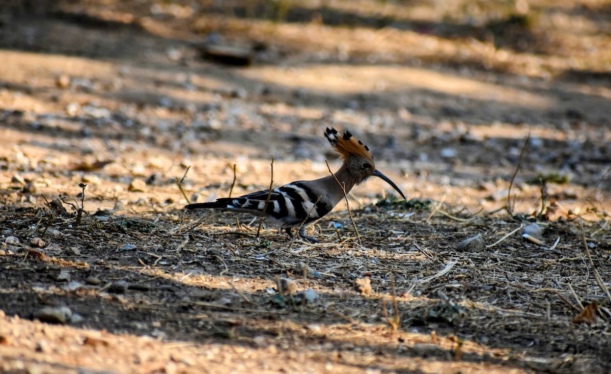 Common Hoopoe - ML640555213