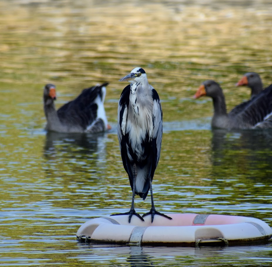Gray Heron - ML640555234