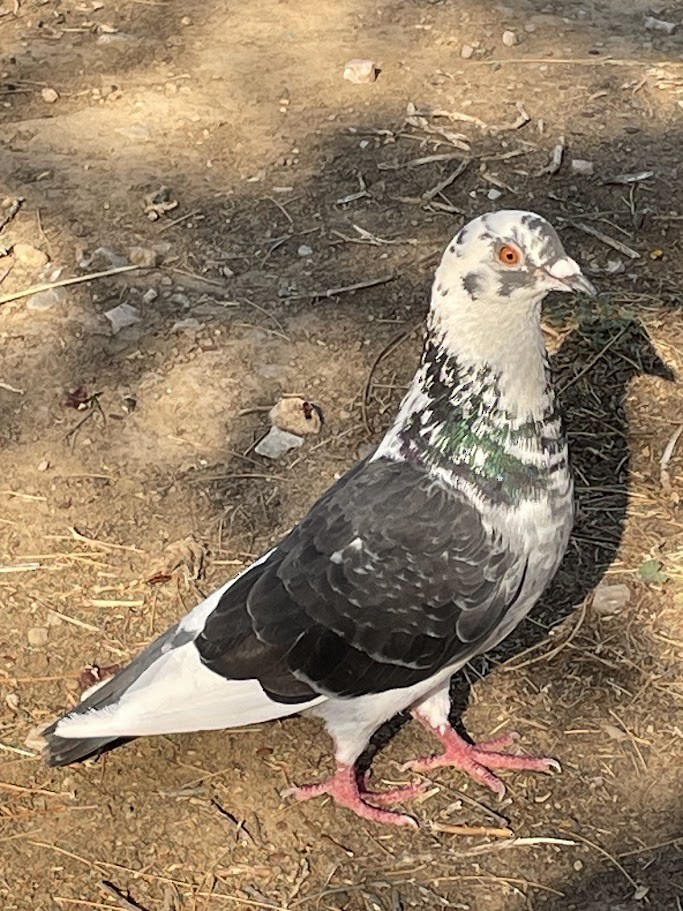 Rock Pigeon (Feral Pigeon) - ML640555244