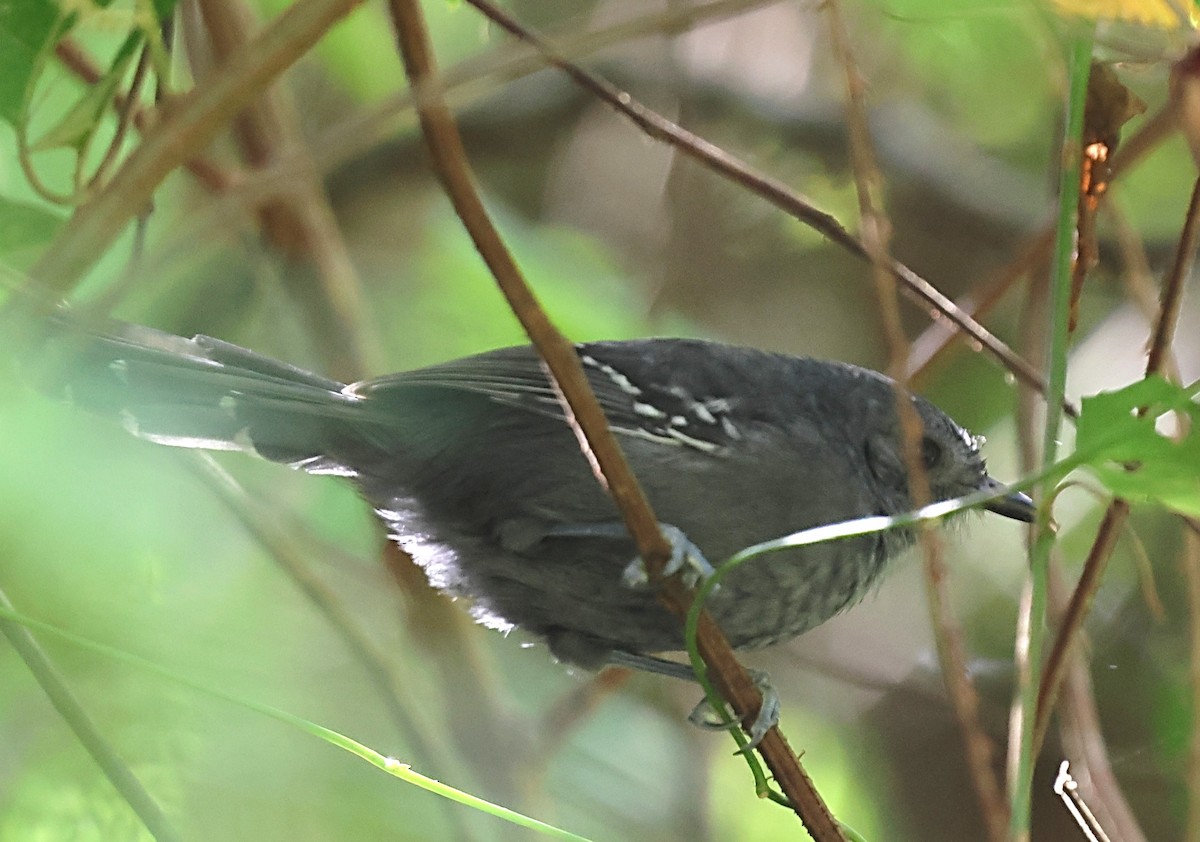 Rio de Janeiro Antbird - ML640555347