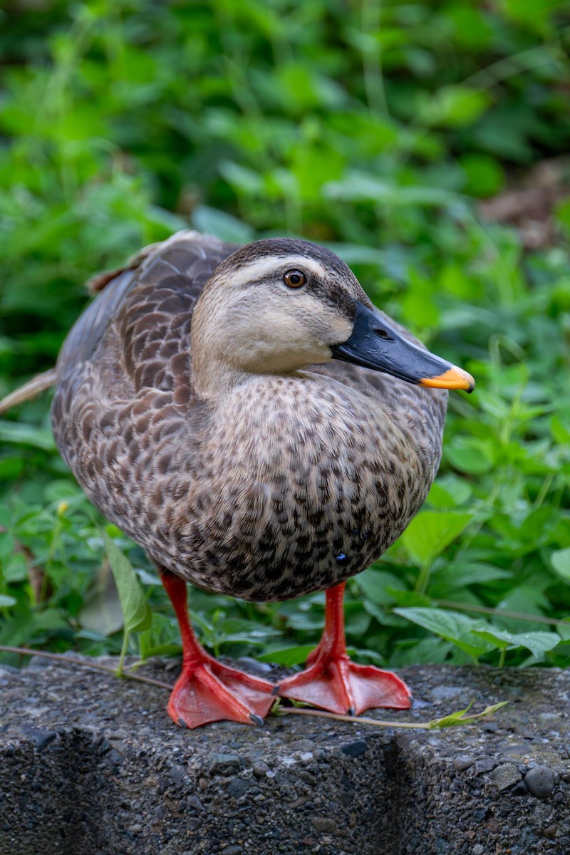 Eastern Spot-billed Duck - ML640555364
