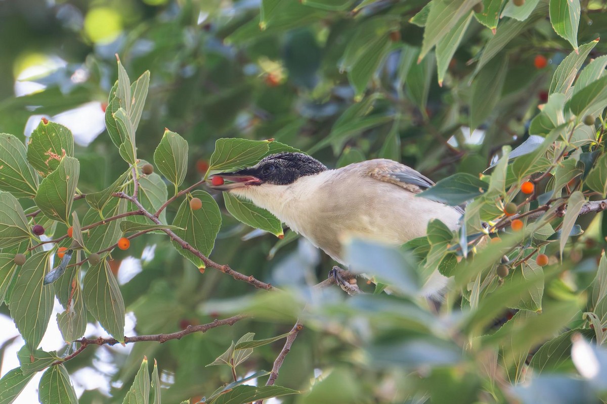 Azure-winged Magpie - ML640555365
