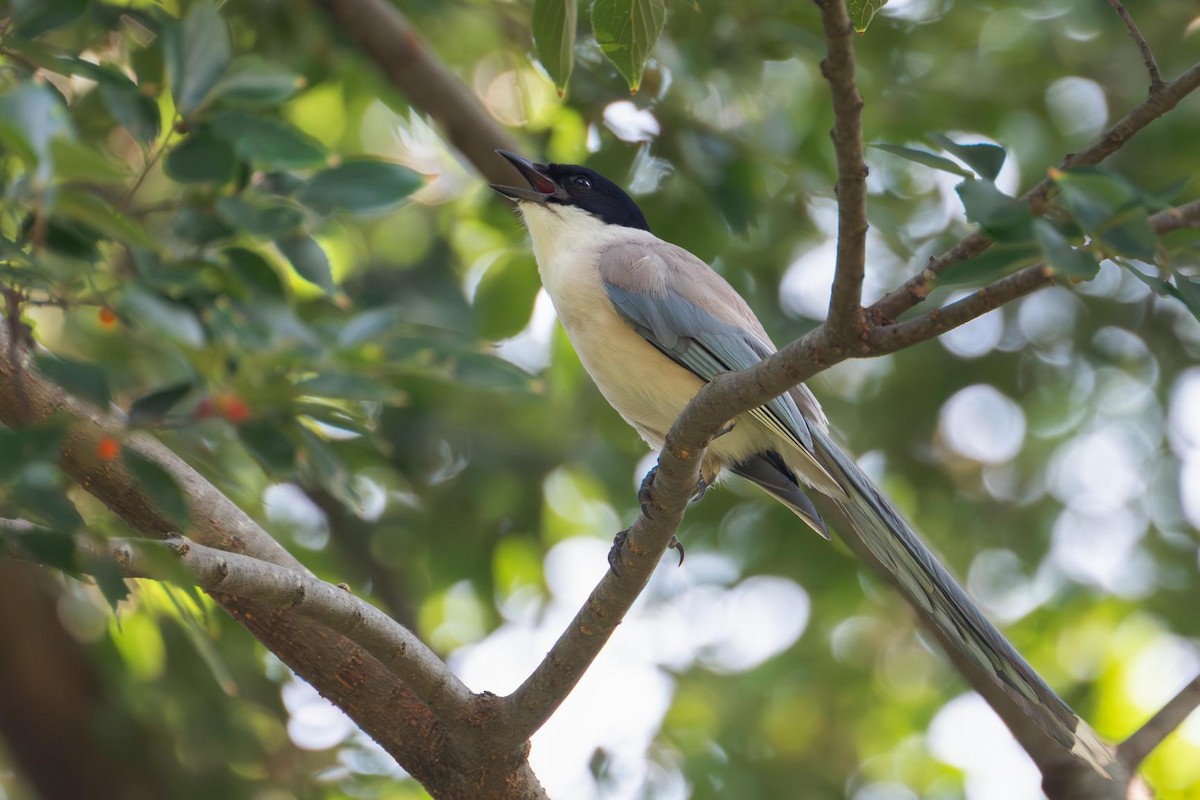 Azure-winged Magpie - ML640555366