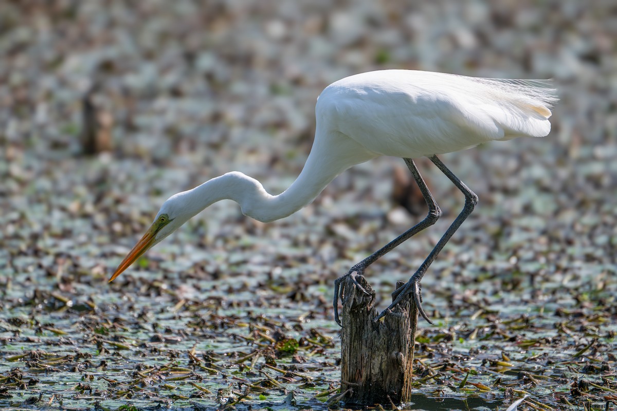Great Egret - ML640555368