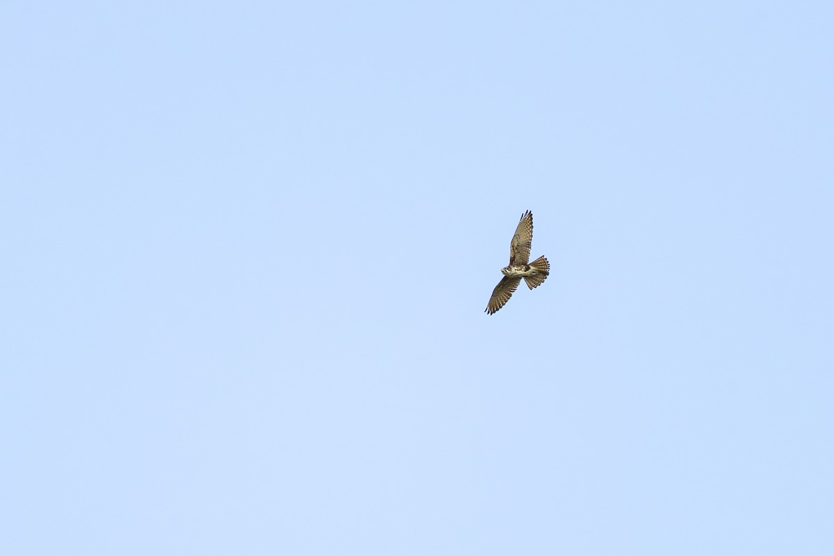 Brown Falcon - ML640555384