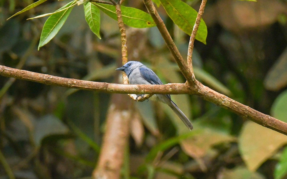 Pale-blue Monarch - ML640555387