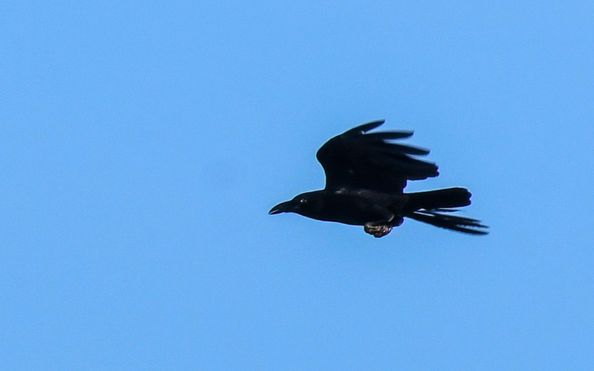 Sulawesi Crow - ML640555390