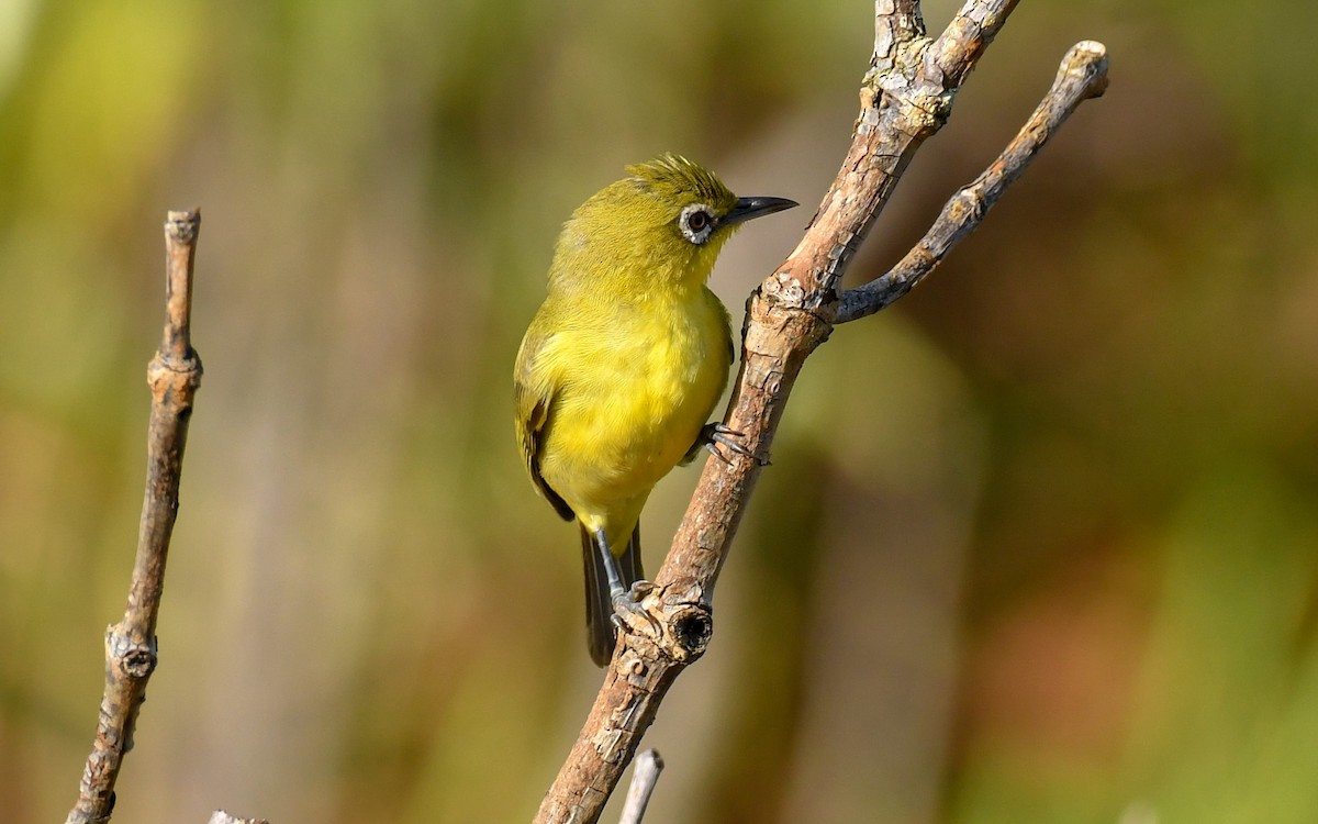 Lemon-bellied White-eye - ML640555392