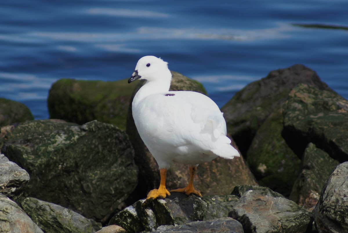 Водорослевый гусь - ML640555423