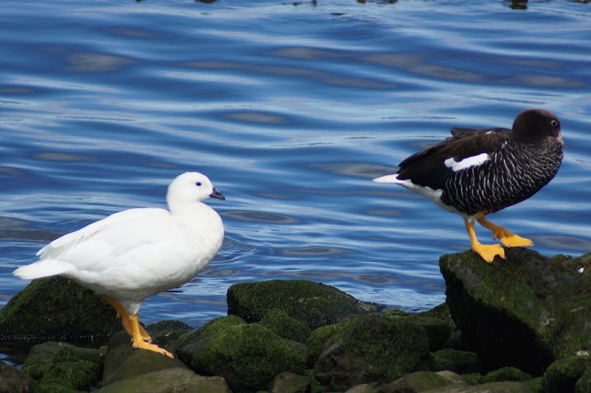Водорослевый гусь - ML640555424