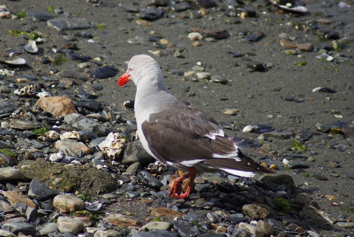 Dolphin Gull - ML640555428