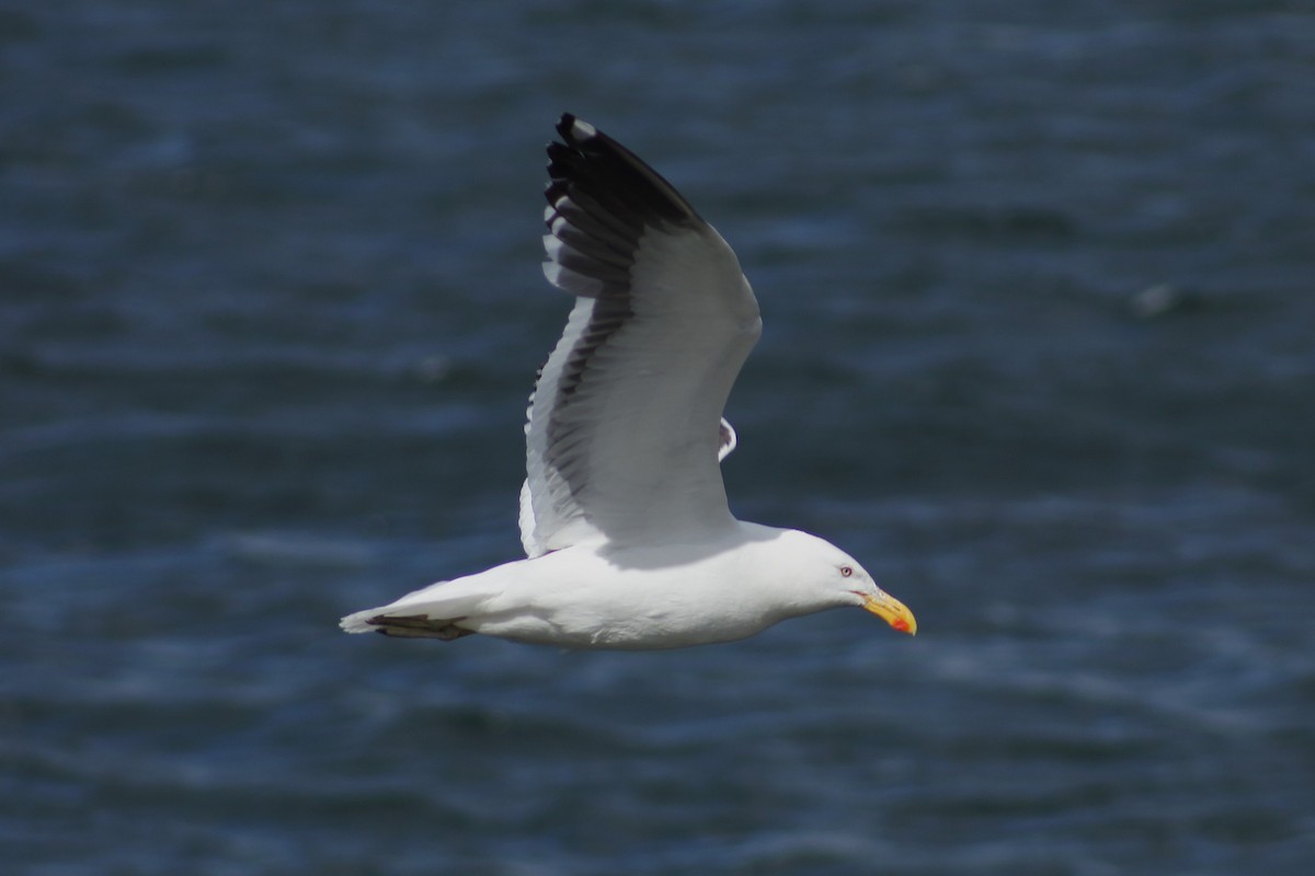 Доминиканская чайка - ML640555431