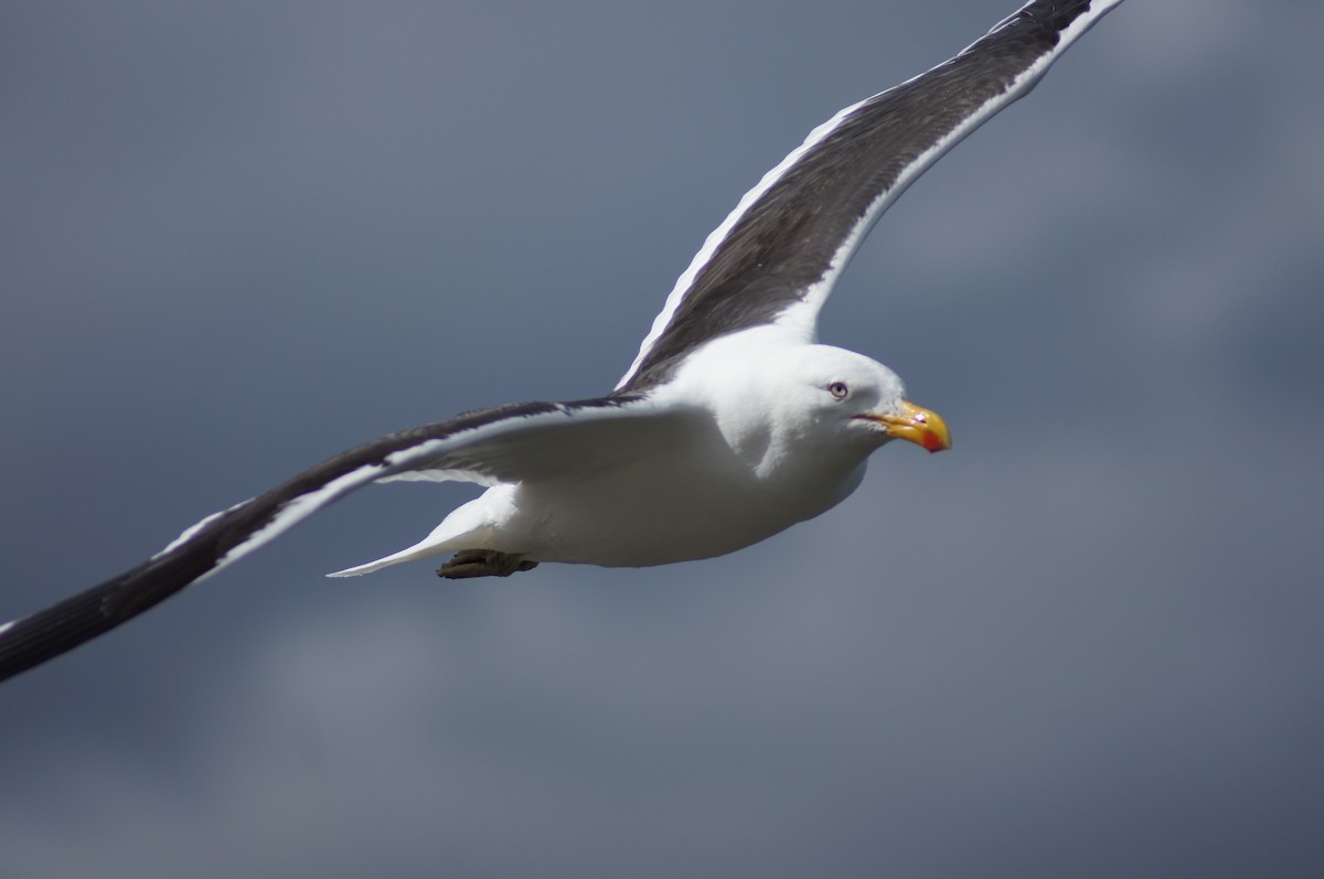 Доминиканская чайка - ML640555432