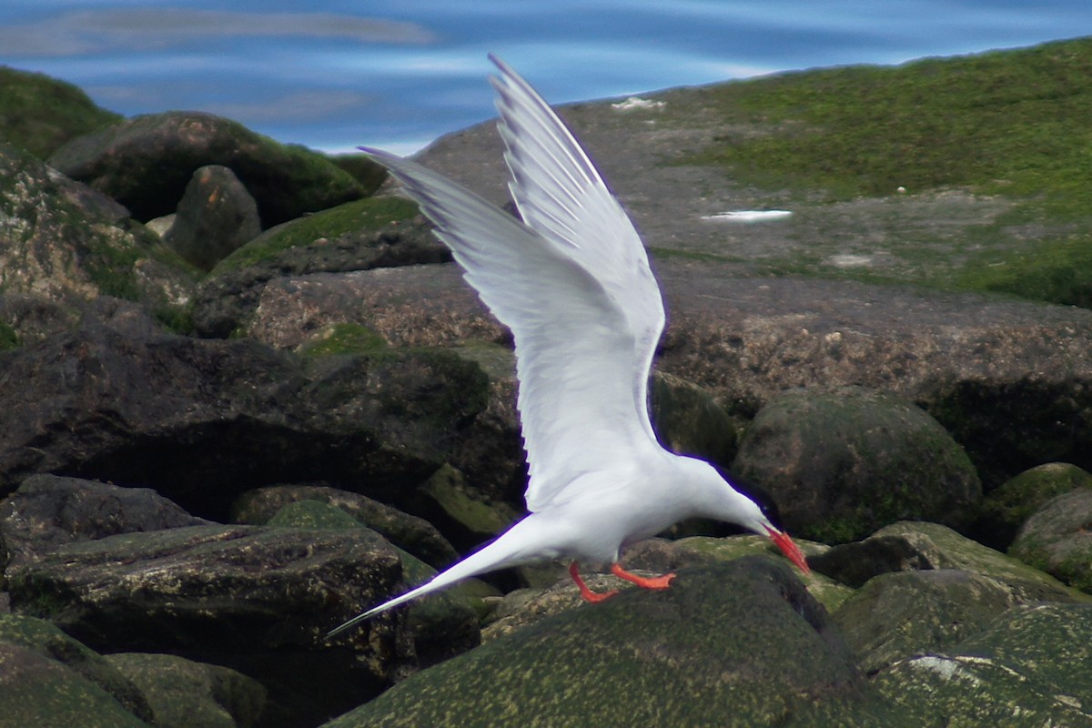 Южноамериканская крачка - ML640555437