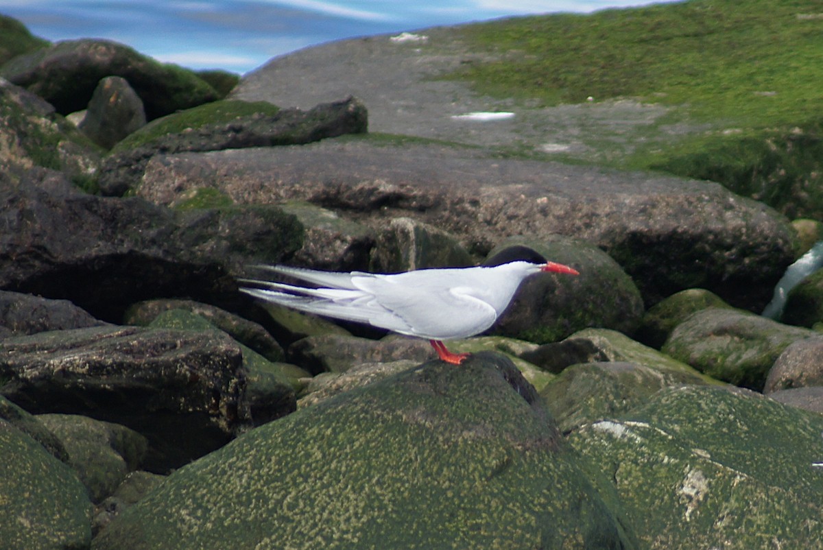 Южноамериканская крачка - ML640555438