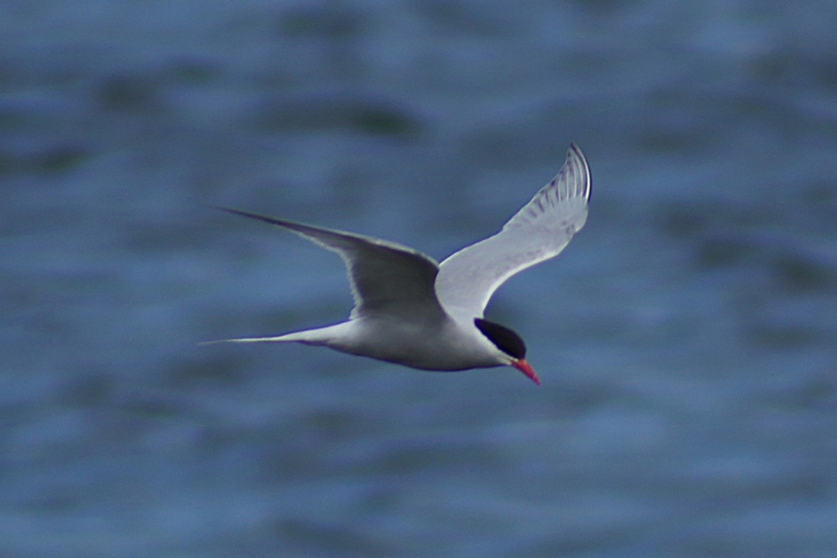 Южноамериканская крачка - ML640555439