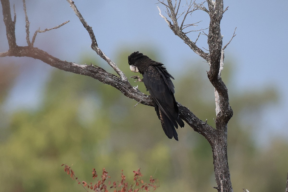 Rotschwanz-Rabenkakadu - ML640555487