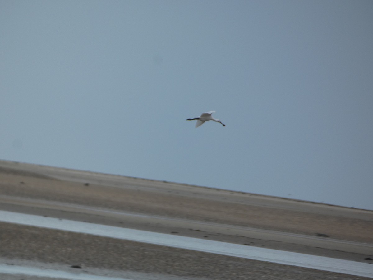 Eurasian Spoonbill - ML640555498