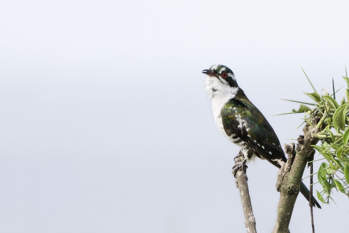 Dideric Cuckoo - ML640555574