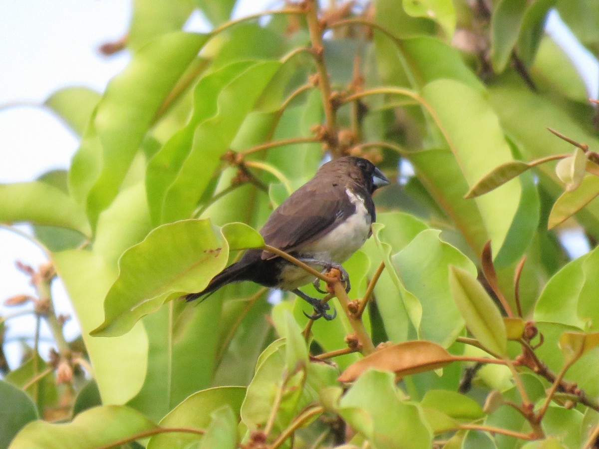 Javan Munia - ML640555631