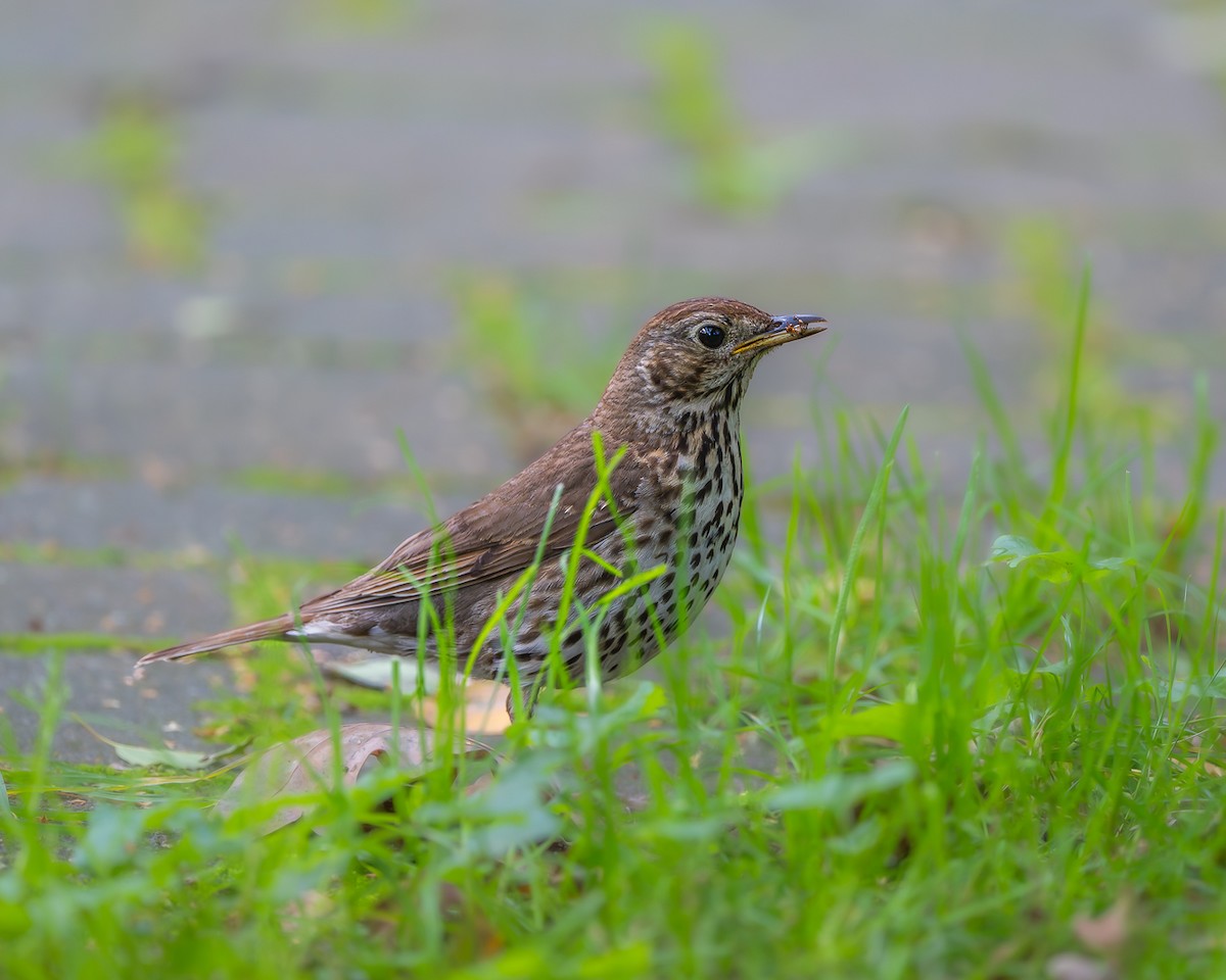 Song Thrush - ML640555692