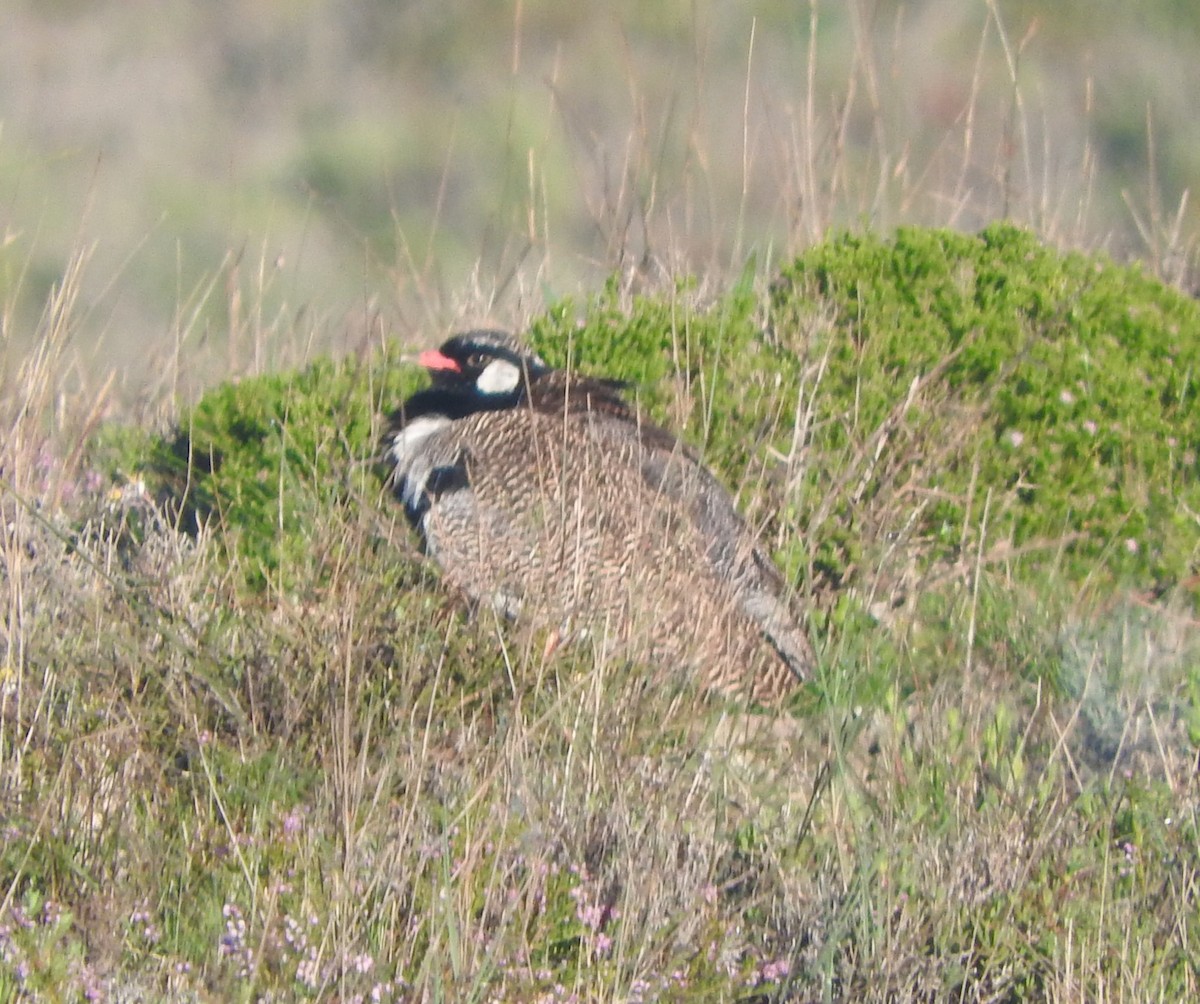 Black Bustard - ML640555747