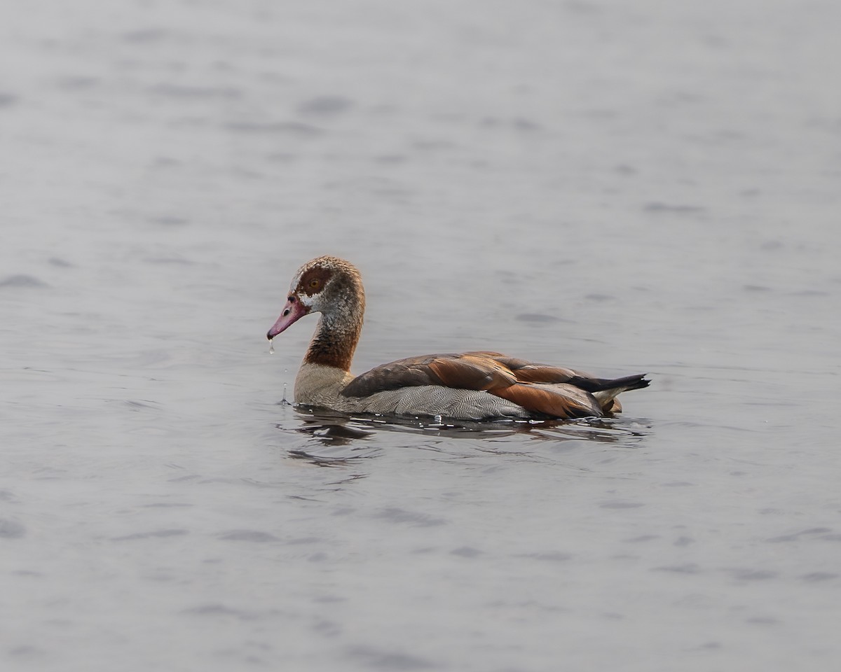 Egyptian Goose - ML640555787