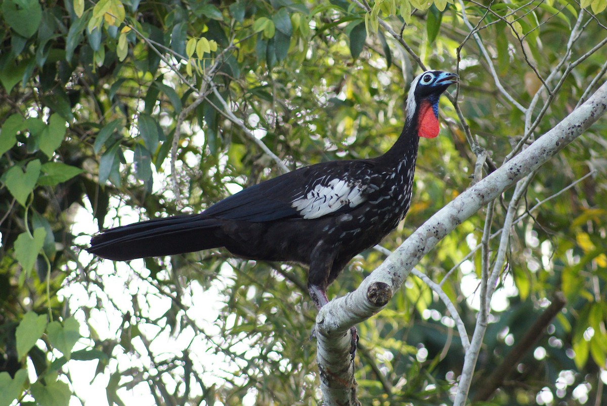 Black-fronted Piping-Guan - ML640555805