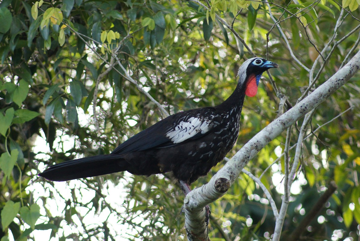 Black-fronted Piping-Guan - ML640555806