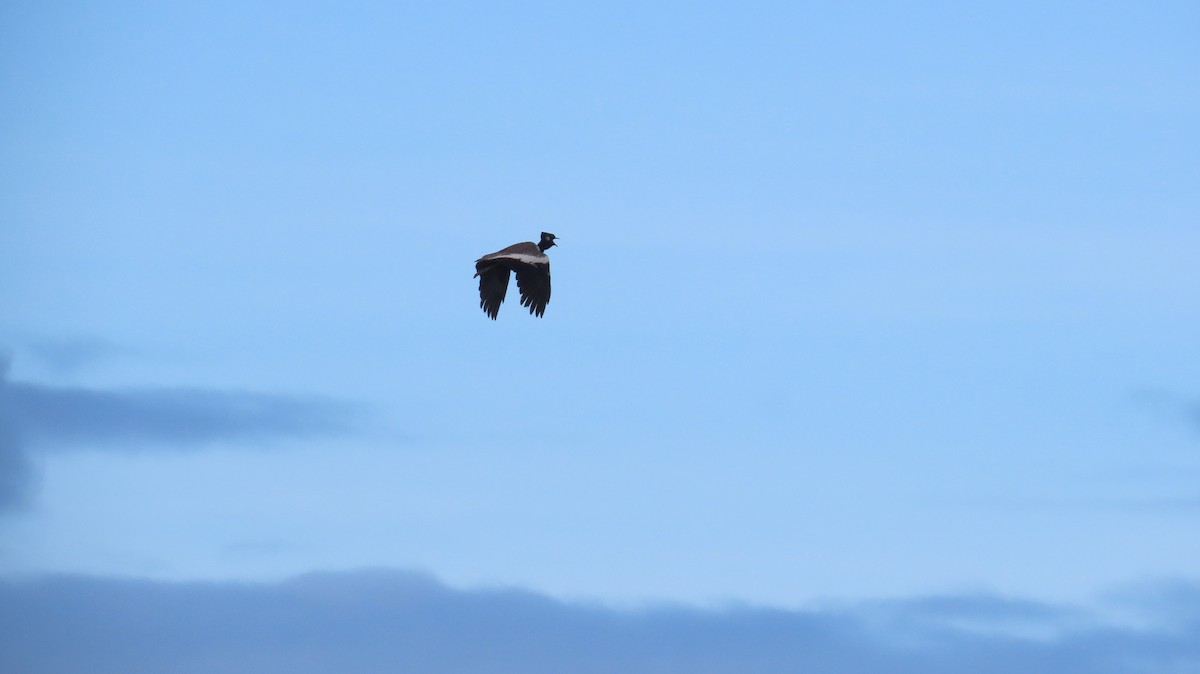 Black Bustard - ML640555854