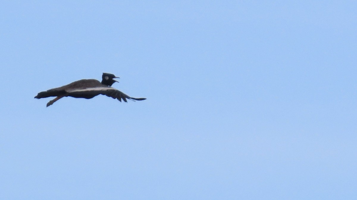 Black Bustard - ML640555856