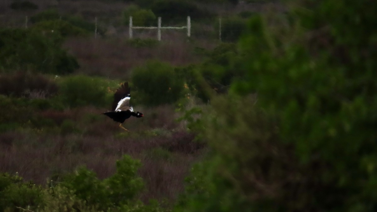 Black Bustard - ML640555866