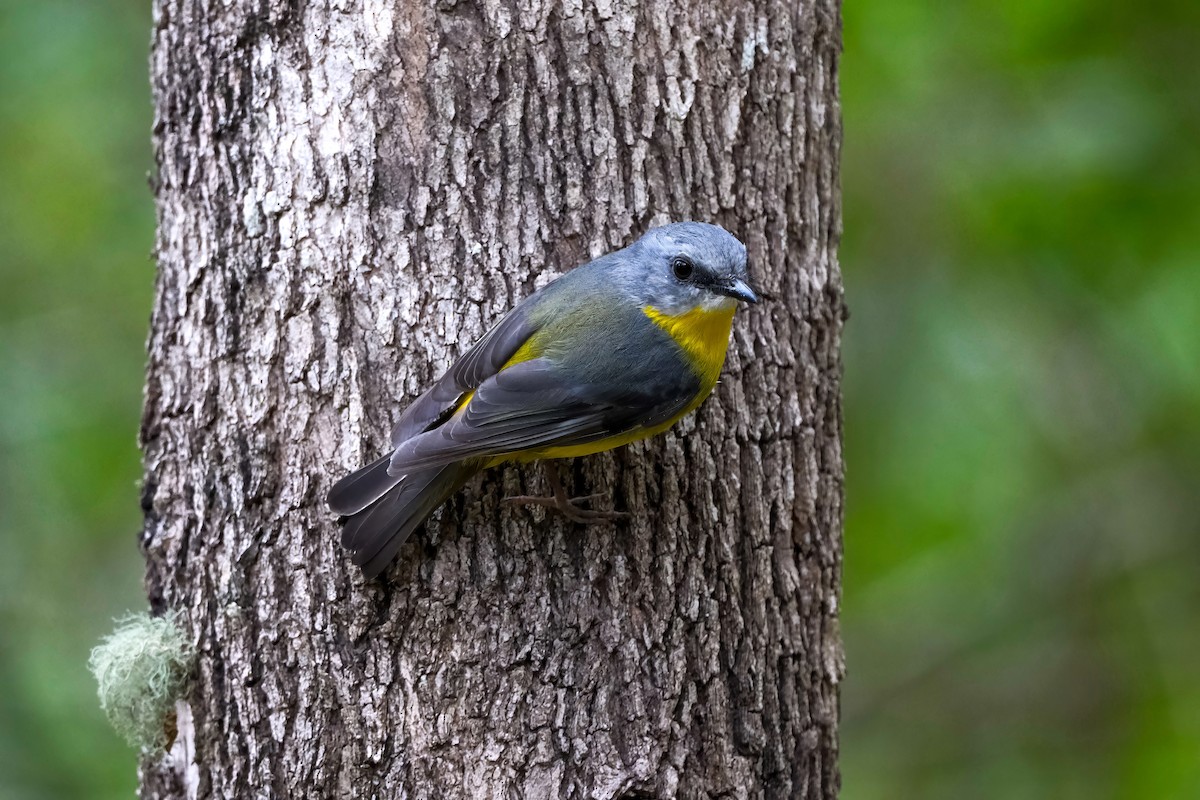 Eastern Yellow Robin - ML640555885