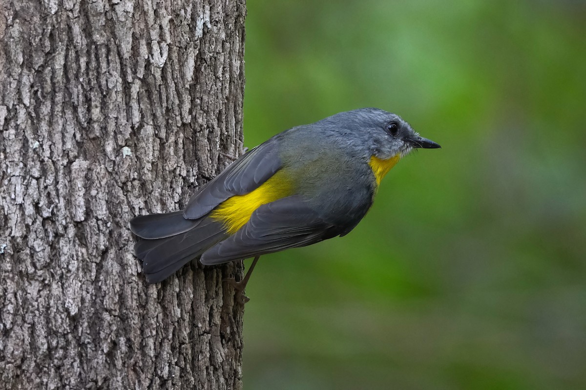 Eastern Yellow Robin - ML640555889