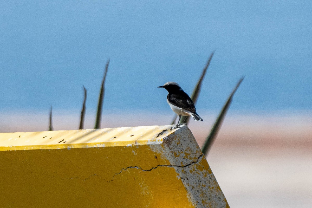 Mourning Wheatear - ML640555932