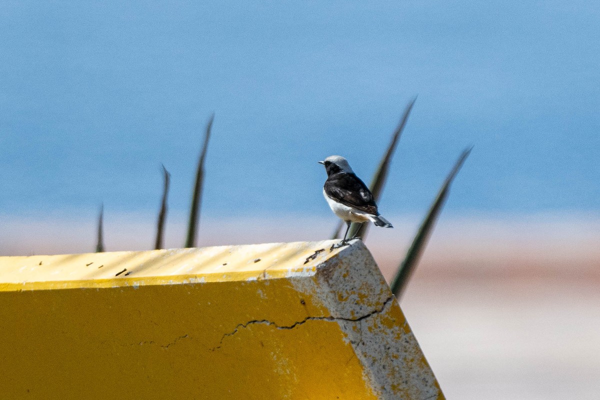 Mourning Wheatear - ML640555933